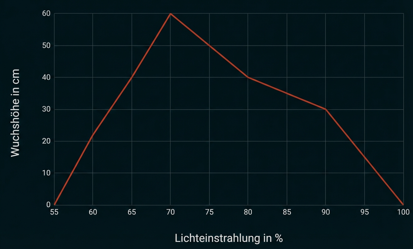 Liniendiagramm: Wuchshöhe in cm steigt bis 70% Lichteinstrahlung (ca. 60 cm), danach sinkt sie bis 100%.